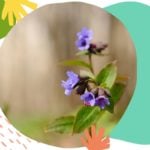 Rośliny i zioła w naturalnej pielęgnacji