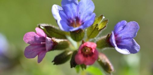Rośliny i zioła w naturalnej pielęgnacji