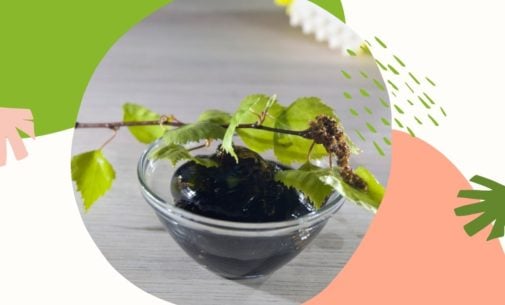 Rośliny i zioła w naturalnej pielęgnacji