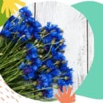 Rośliny i zioła w naturalnej pielęgnacji