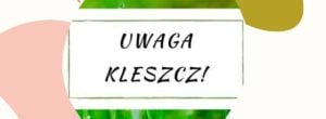 Nie daj się ugryźć! Jak naturalnie chronić się przed kleszczami?