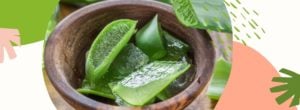 Jak używać aloes? Poznaj najlepsze i najbardziej skuteczne sposoby