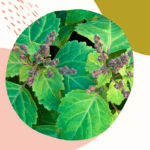 Pielęgnacja ciała - naturalnie