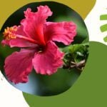 Naturalna pielęgnacja włosów