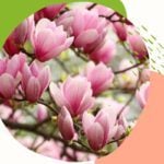 Pielęgnacja twarzy naturalnie